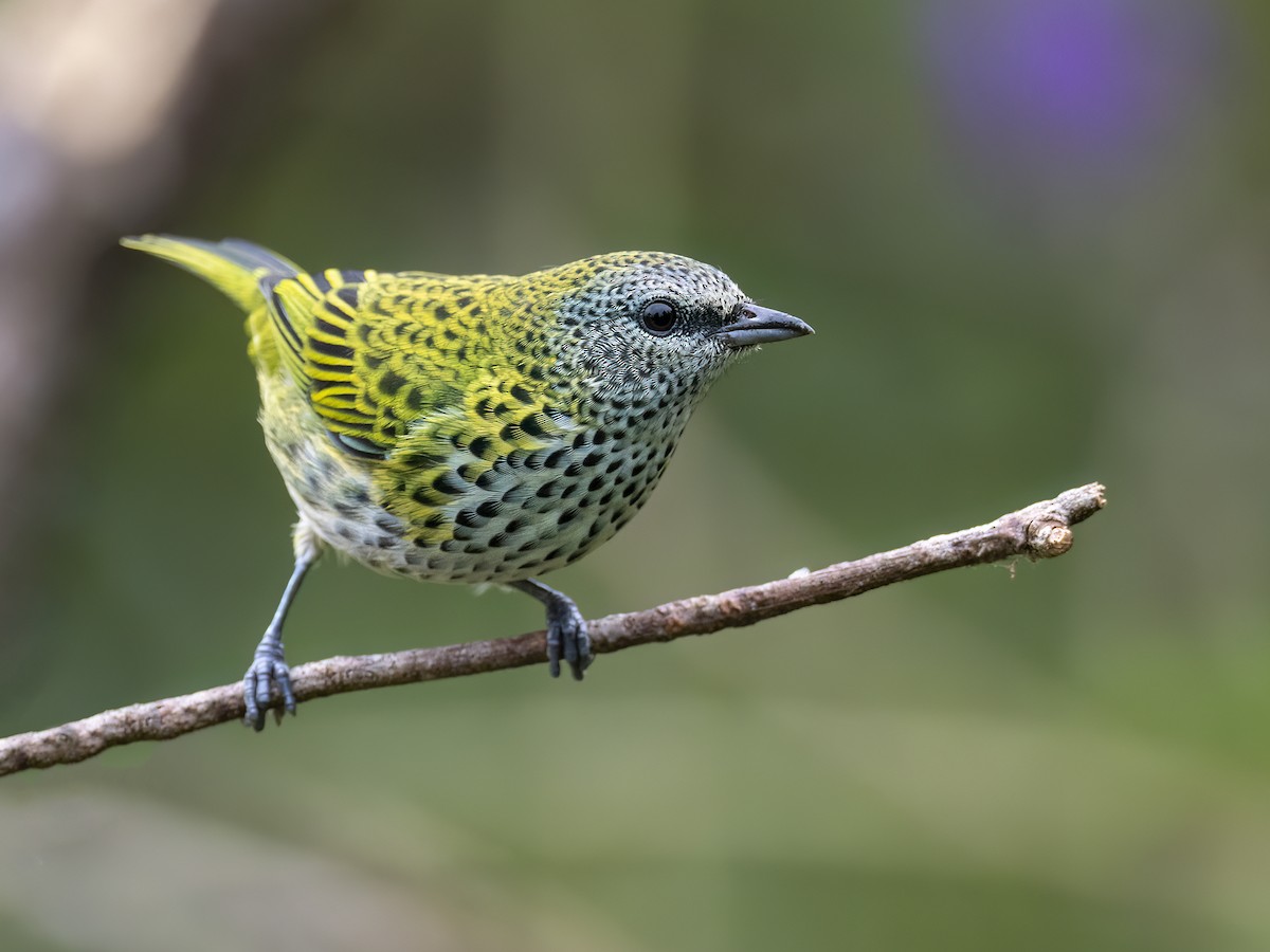 Spotted Tanager - Andres Vasquez Noboa