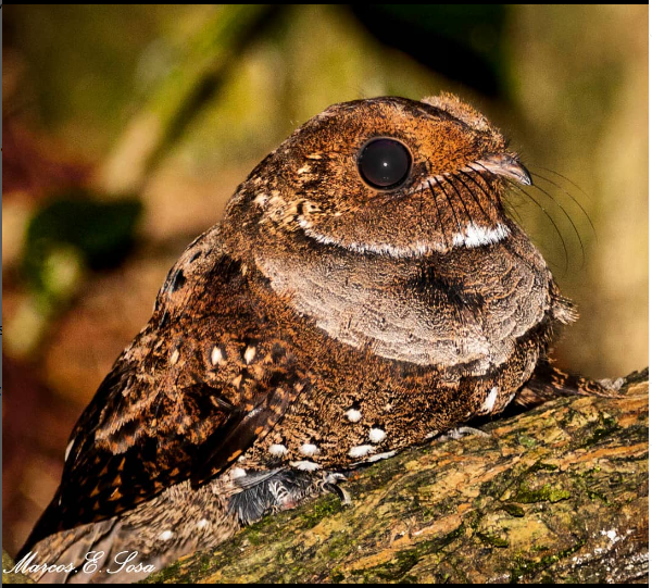 Ocellated Poorwill - ML608740253