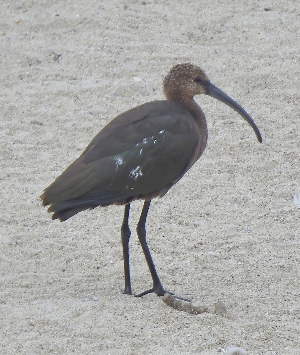 White-faced Ibis - ML608740277