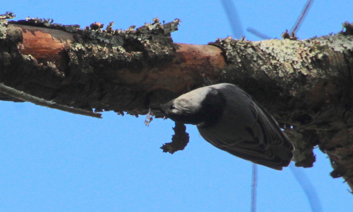 White-breasted Nuthatch - ML608740305