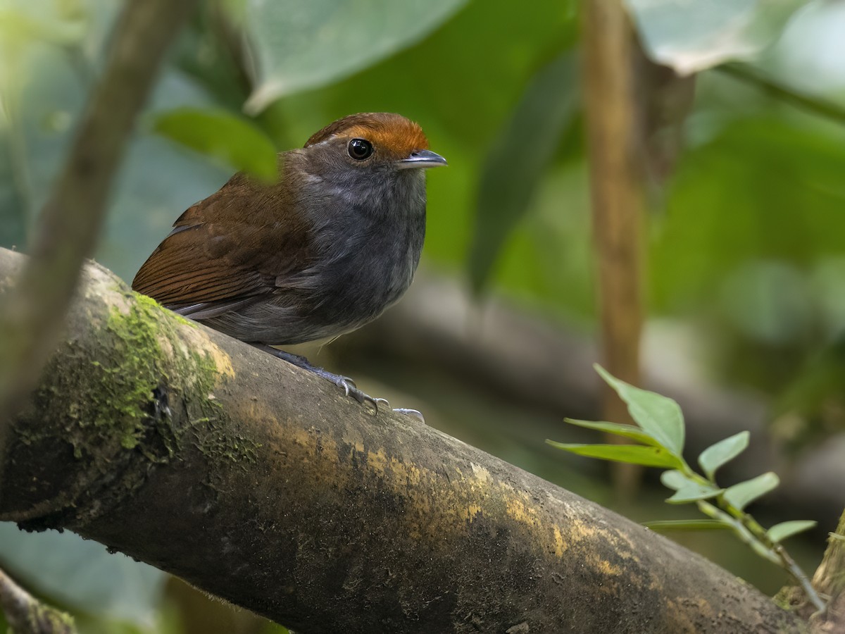 Slaty Gnateater - Andres Vasquez Noboa