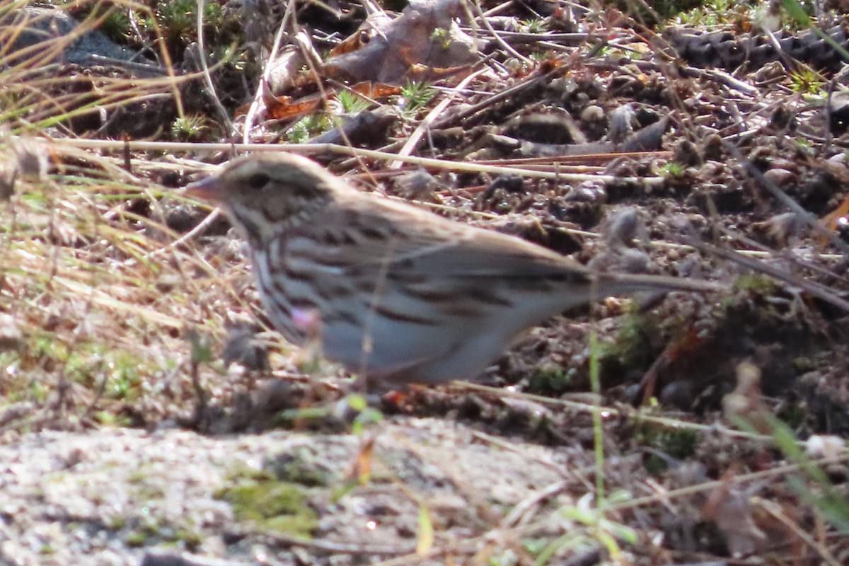 Savannah Sparrow - ML608740392