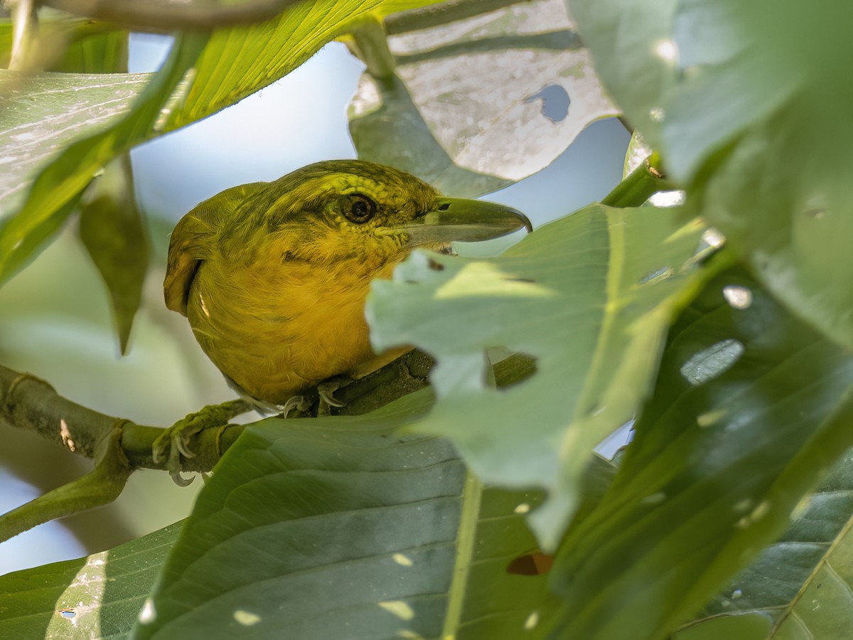 Rufescent Antshrike - ML608740466