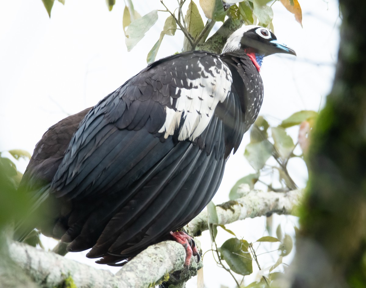 Black-fronted Piping-Guan - ML608740488