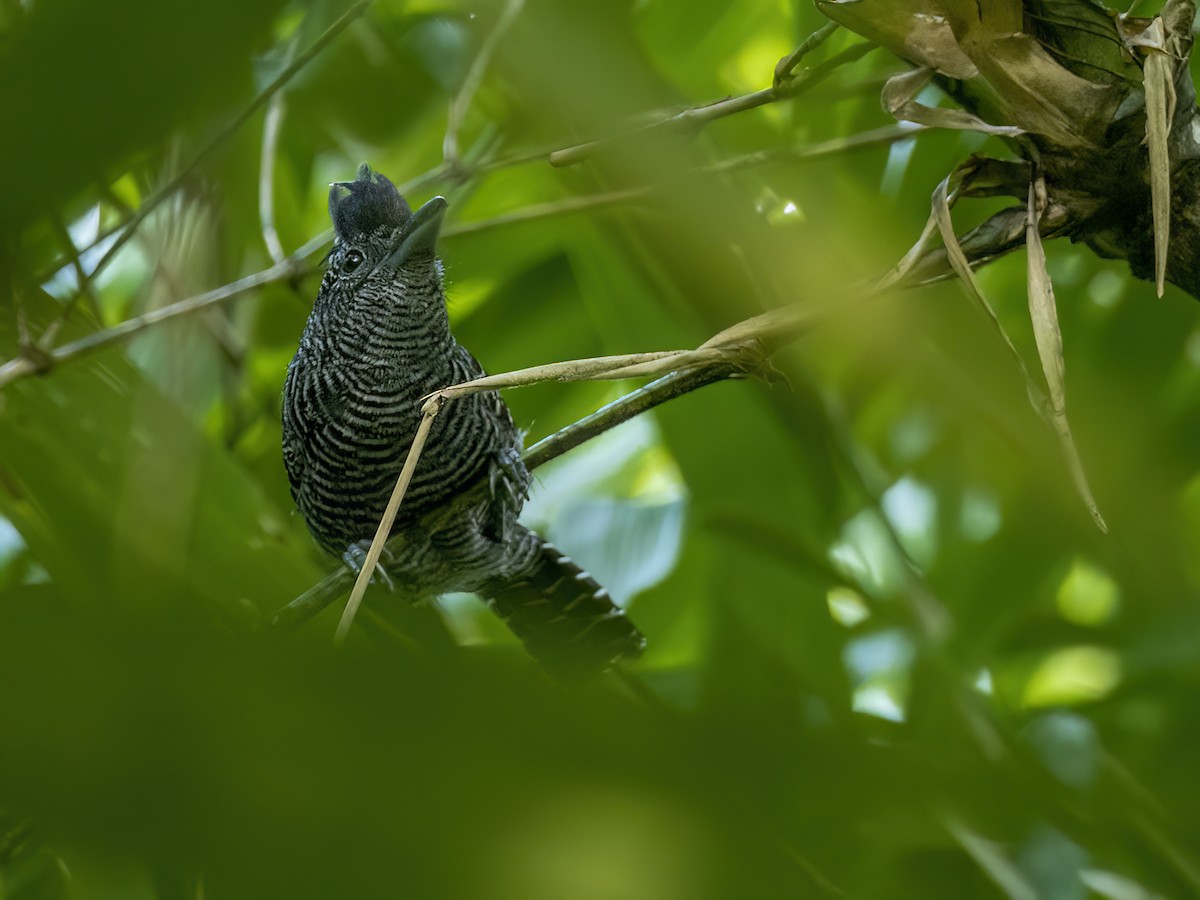 Bamboo Antshrike - ML608740504