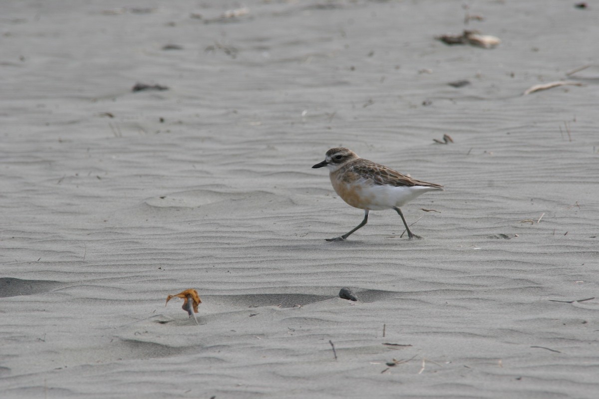 Red-breasted Dotterel - Alfie Benbow