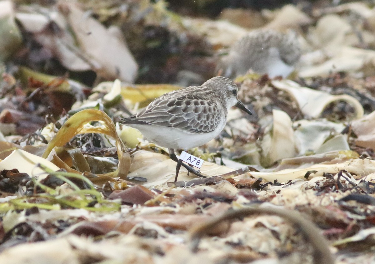 Semipalmated Sandpiper - ML608740540