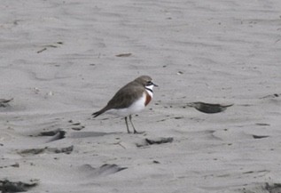 Double-banded Plover - ML608740542