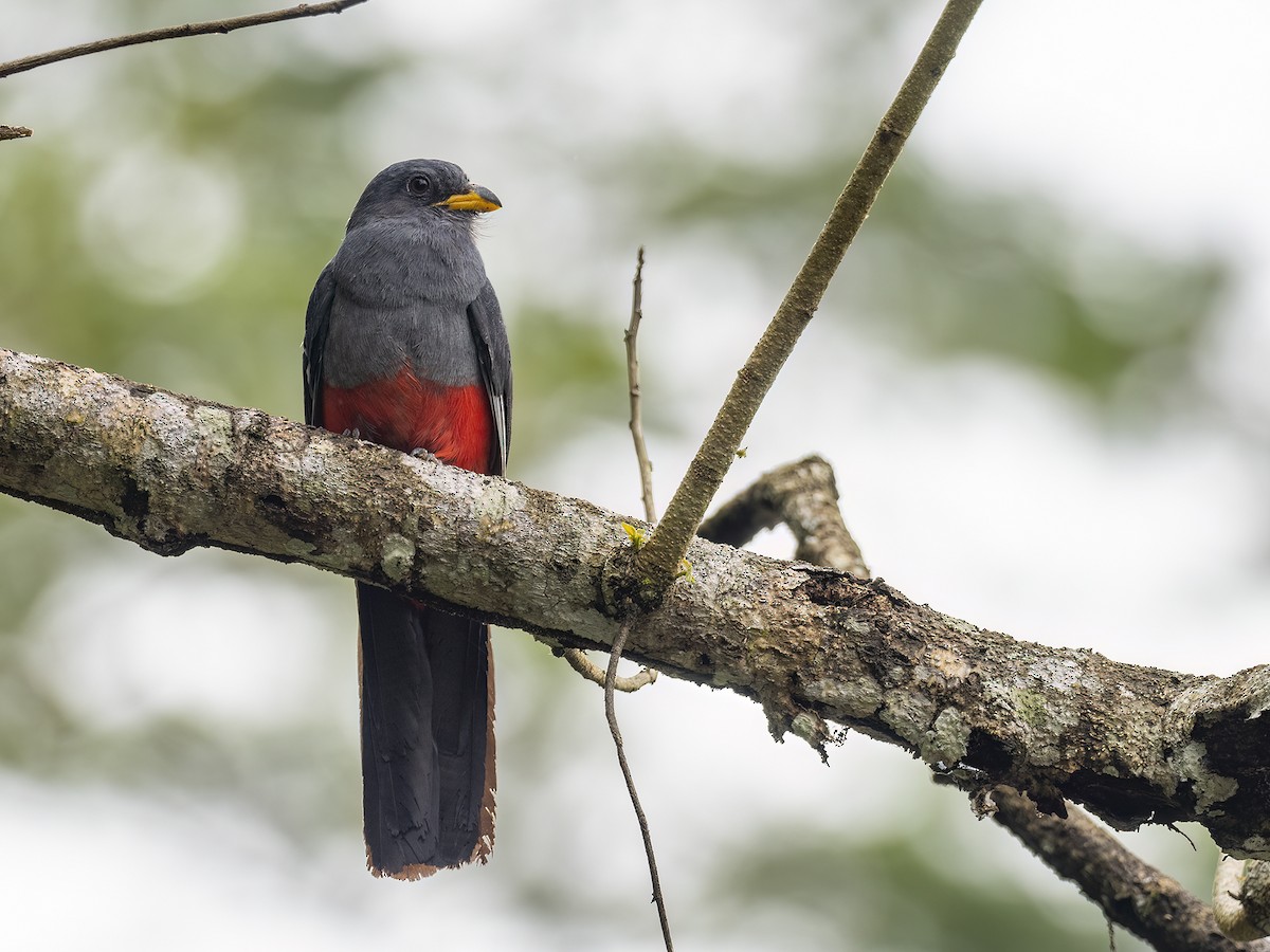 Black-tailed Trogon - Andres Vasquez Noboa