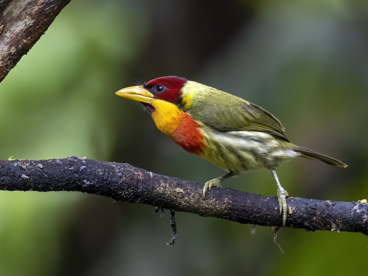 Lemon-throated Barbet - Andres Vasquez Noboa