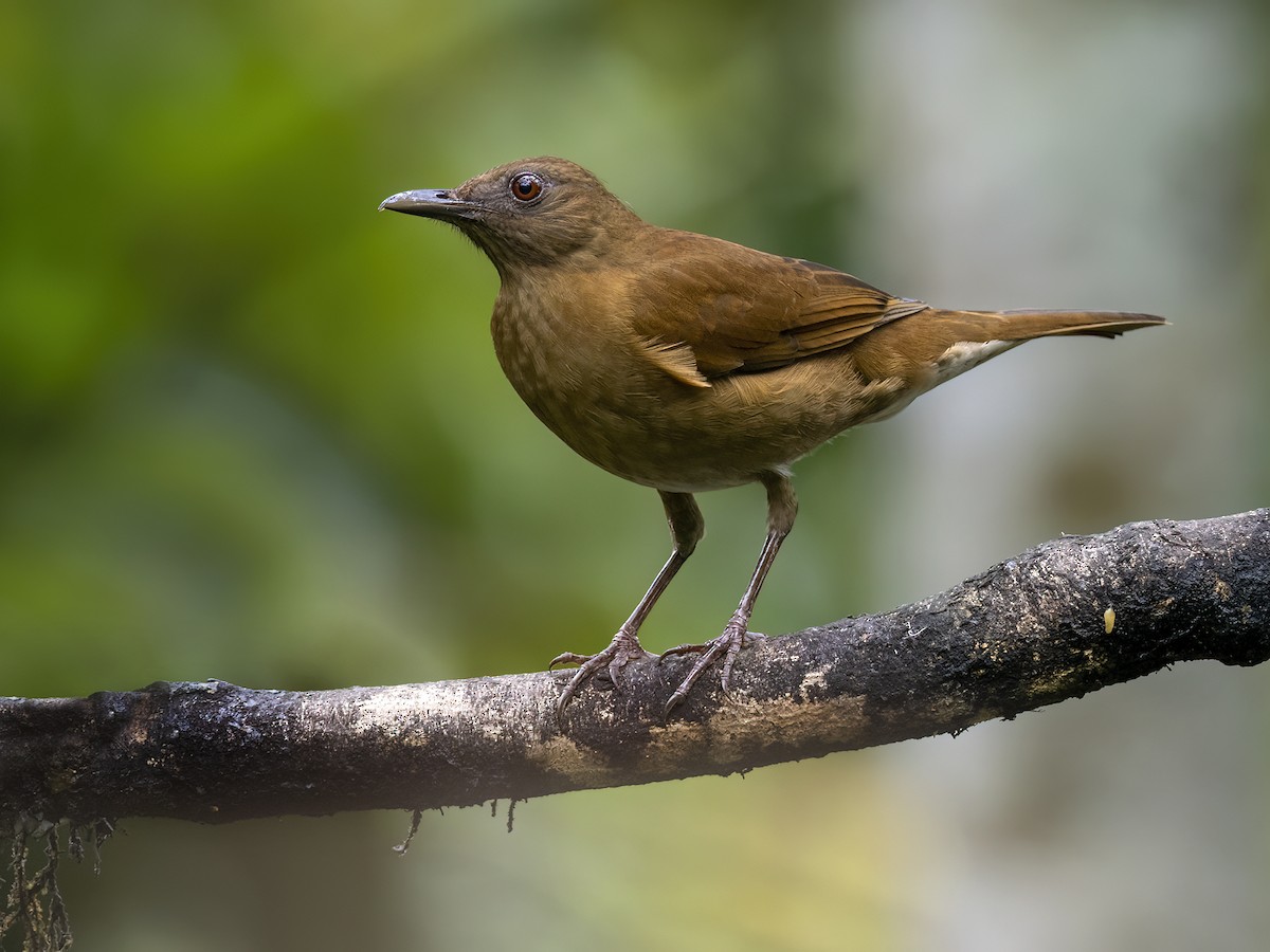 Hauxwell's Thrush - ML608740680