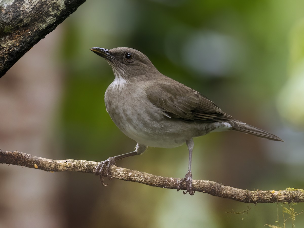 Black-billed Thrush - Andres Vasquez Noboa