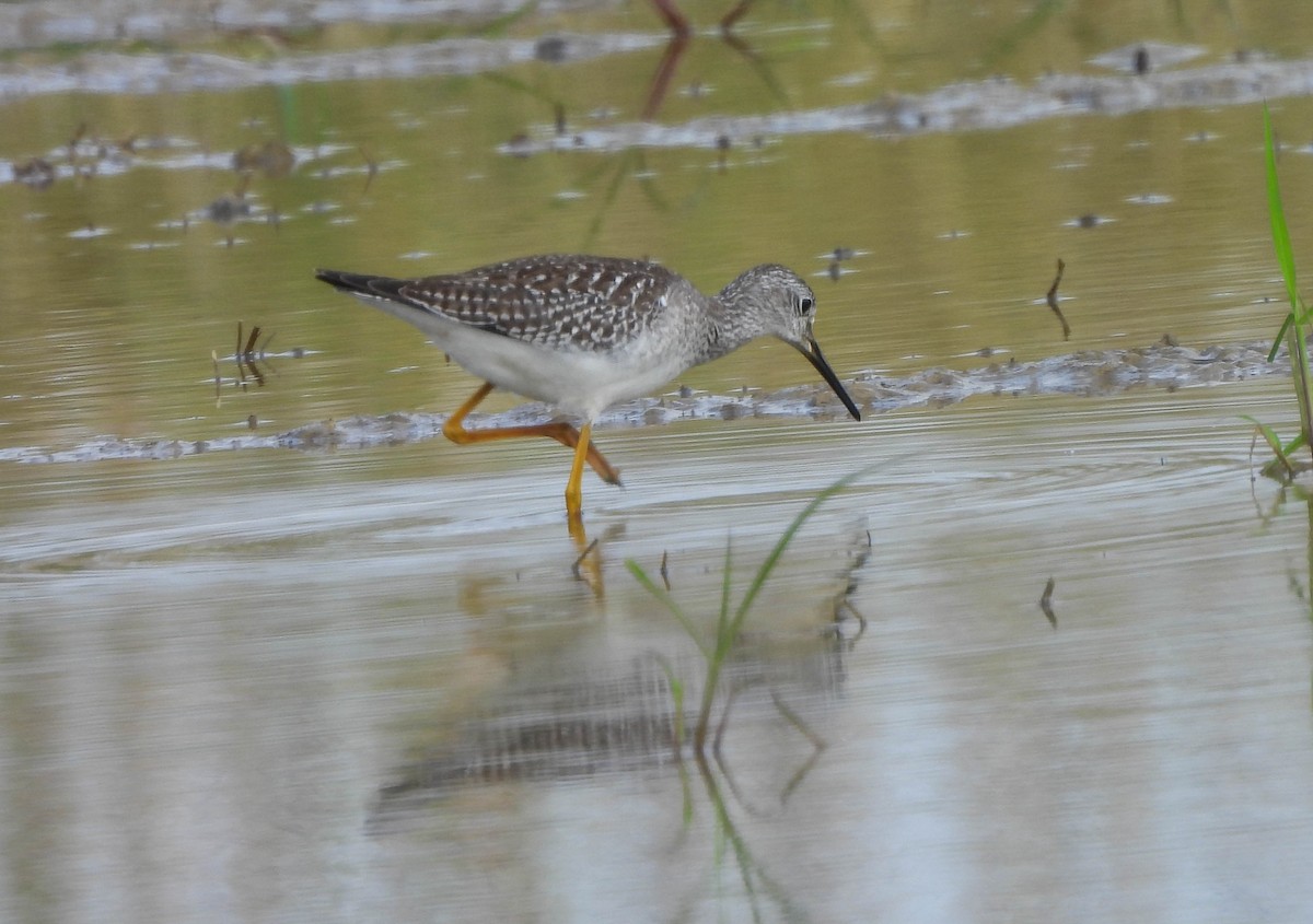 Lesser Yellowlegs - Susan Brauning