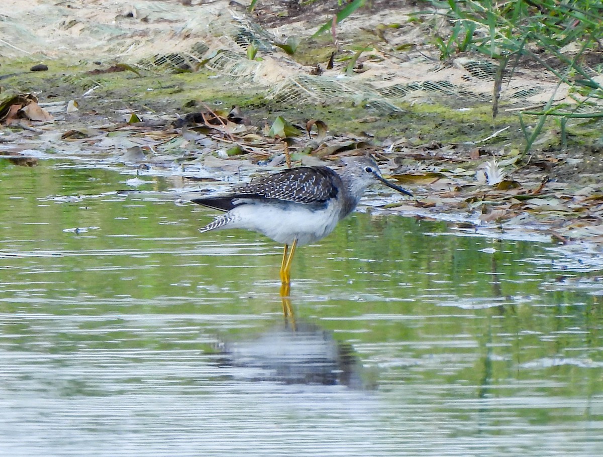 Lesser Yellowlegs - ML608740690