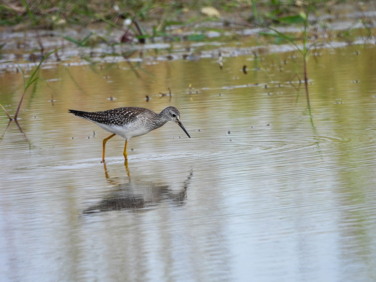 Lesser Yellowlegs - Susan Brauning