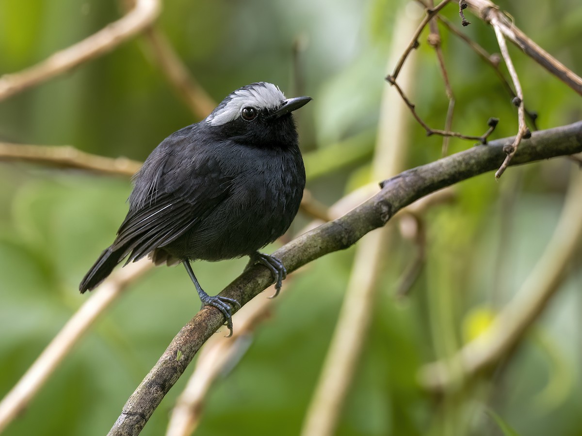 White-browed Antbird - Andres Vasquez Noboa