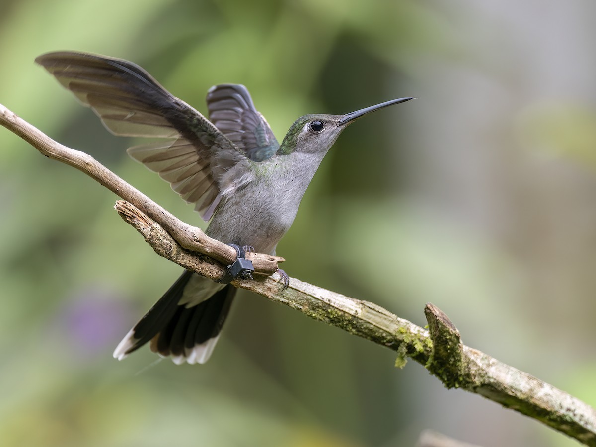 Gray-breasted Sabrewing - Andres Vasquez Noboa