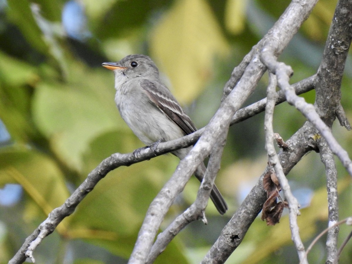 Eastern Wood-Pewee - ML608740837