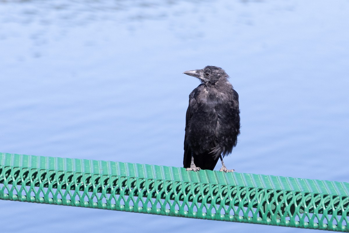 Common Raven - Tommy Mullen