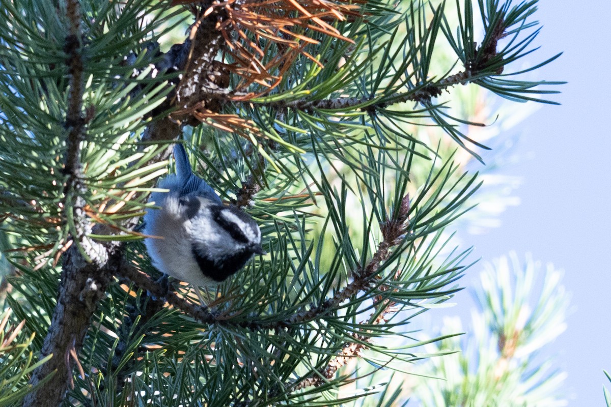 Mountain Chickadee - ML608740904