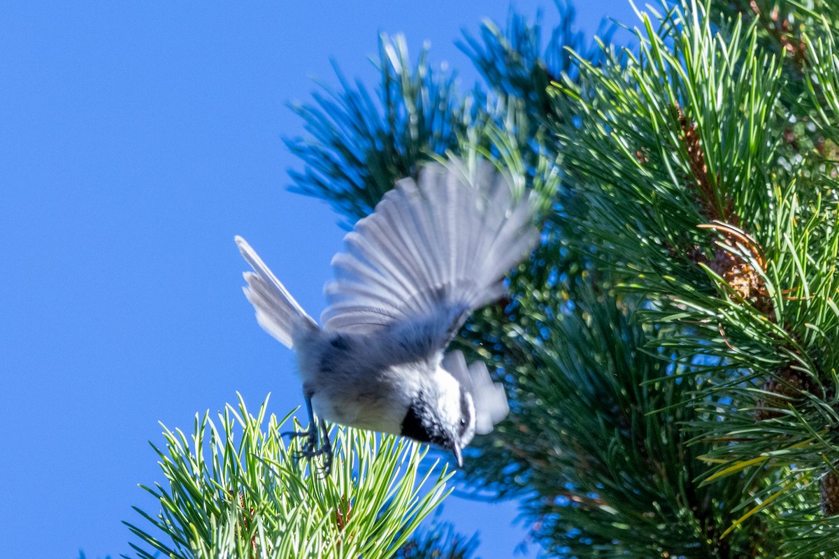 Mountain Chickadee - Tommy Mullen