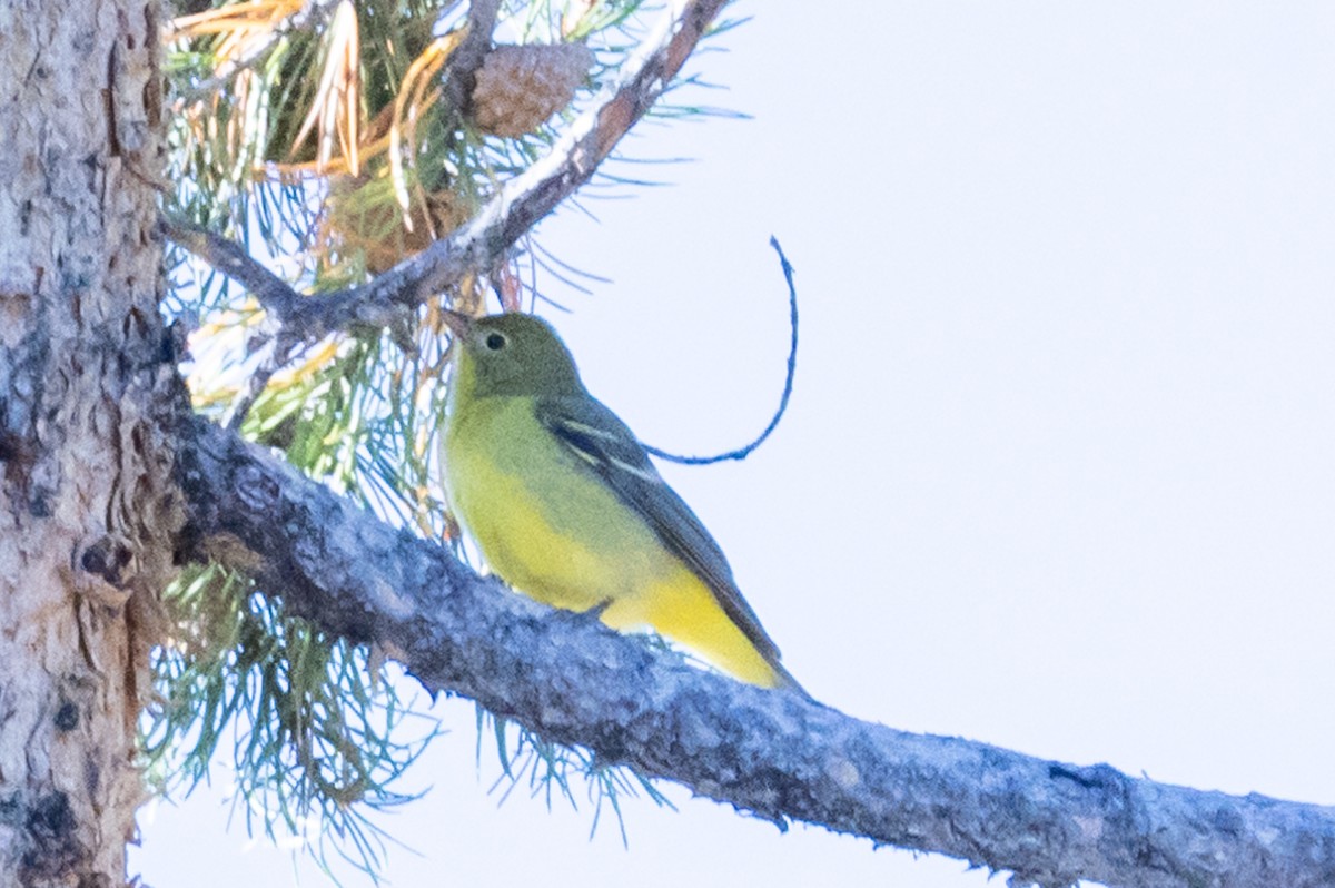 Western Tanager - Tommy Mullen