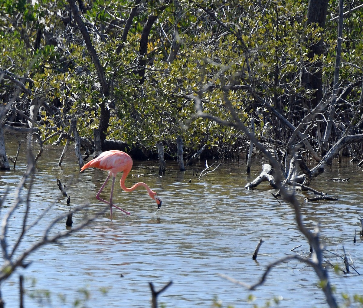 American Flamingo - Bryant Diersing