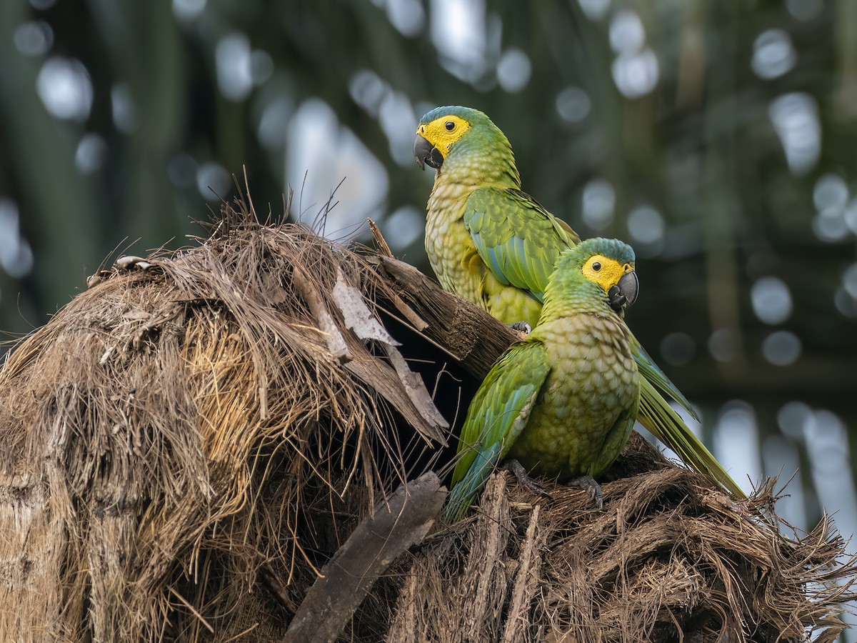 Red-bellied Macaw - ML608740939