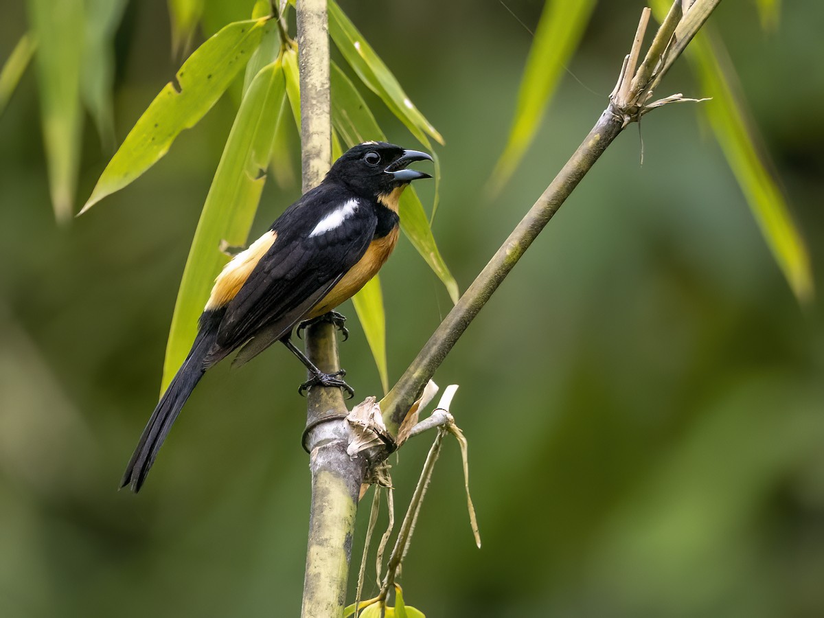 Yellow-crested Tanager - Andres Vasquez Noboa