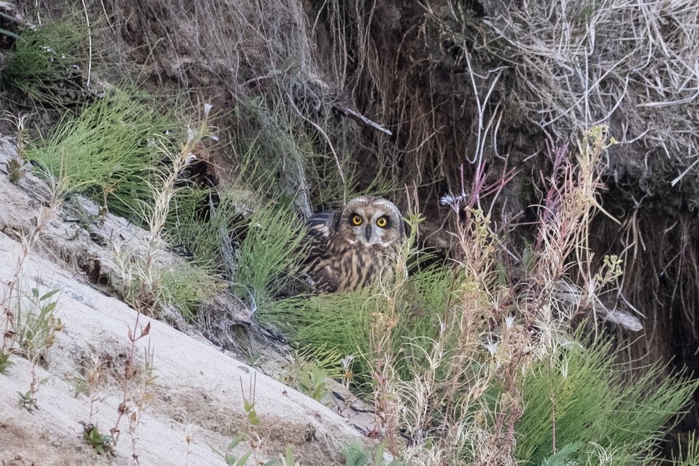 Short-eared Owl - ML608740962