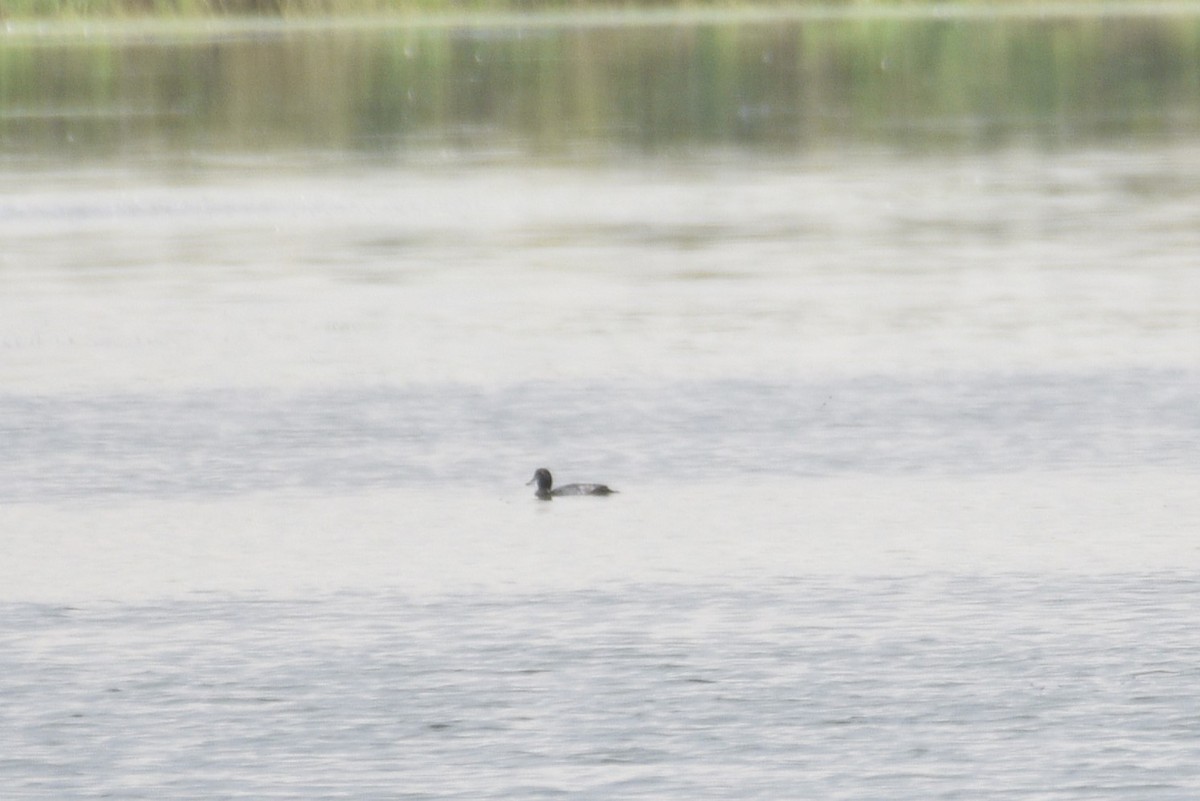 Greater/Lesser Scaup - ML608740976