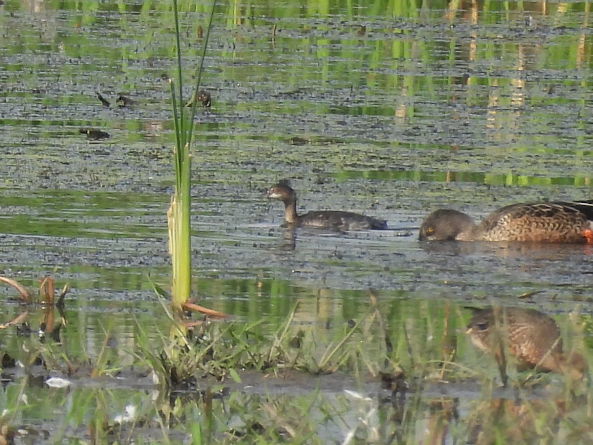 Eared Grebe - ML608740987