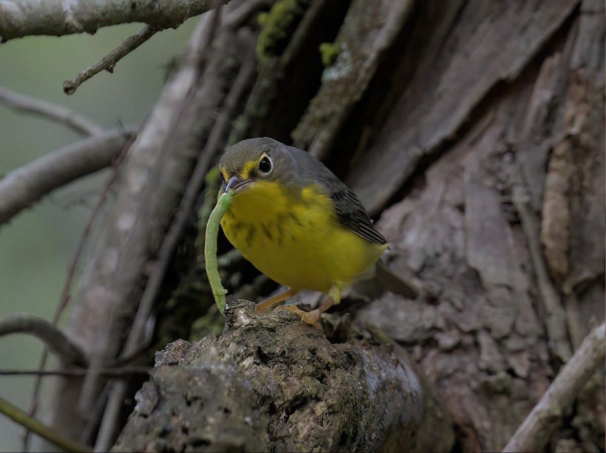 Canada Warbler - ML608741008