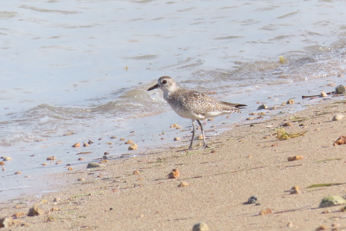 Black-bellied Plover - Maria Milagros Paulino