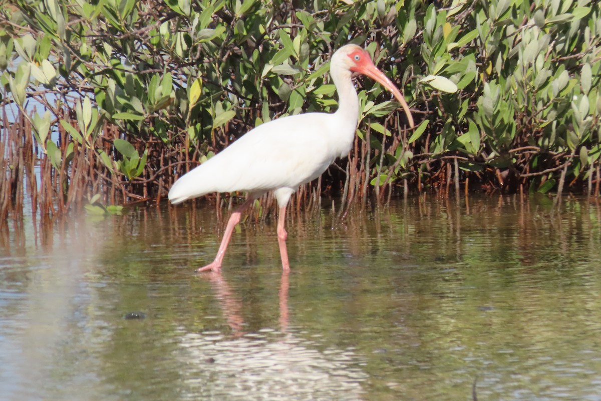 White Ibis - ML608741143