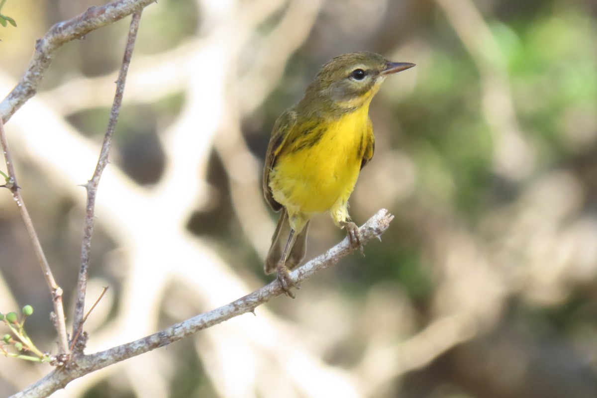 Prairie Warbler - ML608741174