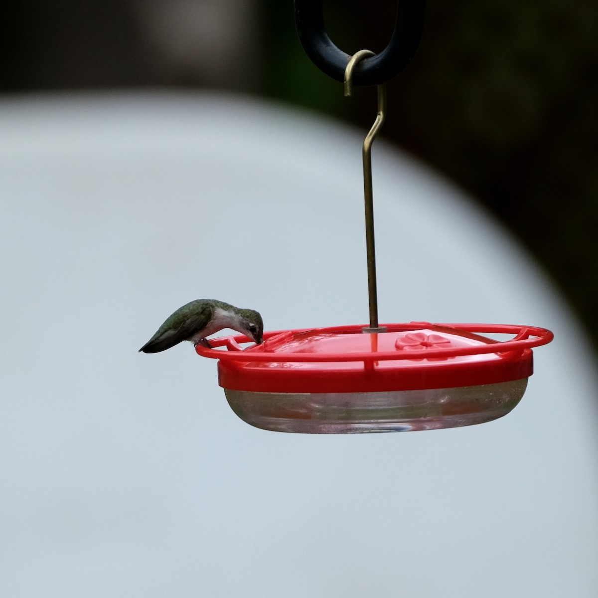 Ruby-throated Hummingbird - ML608741263