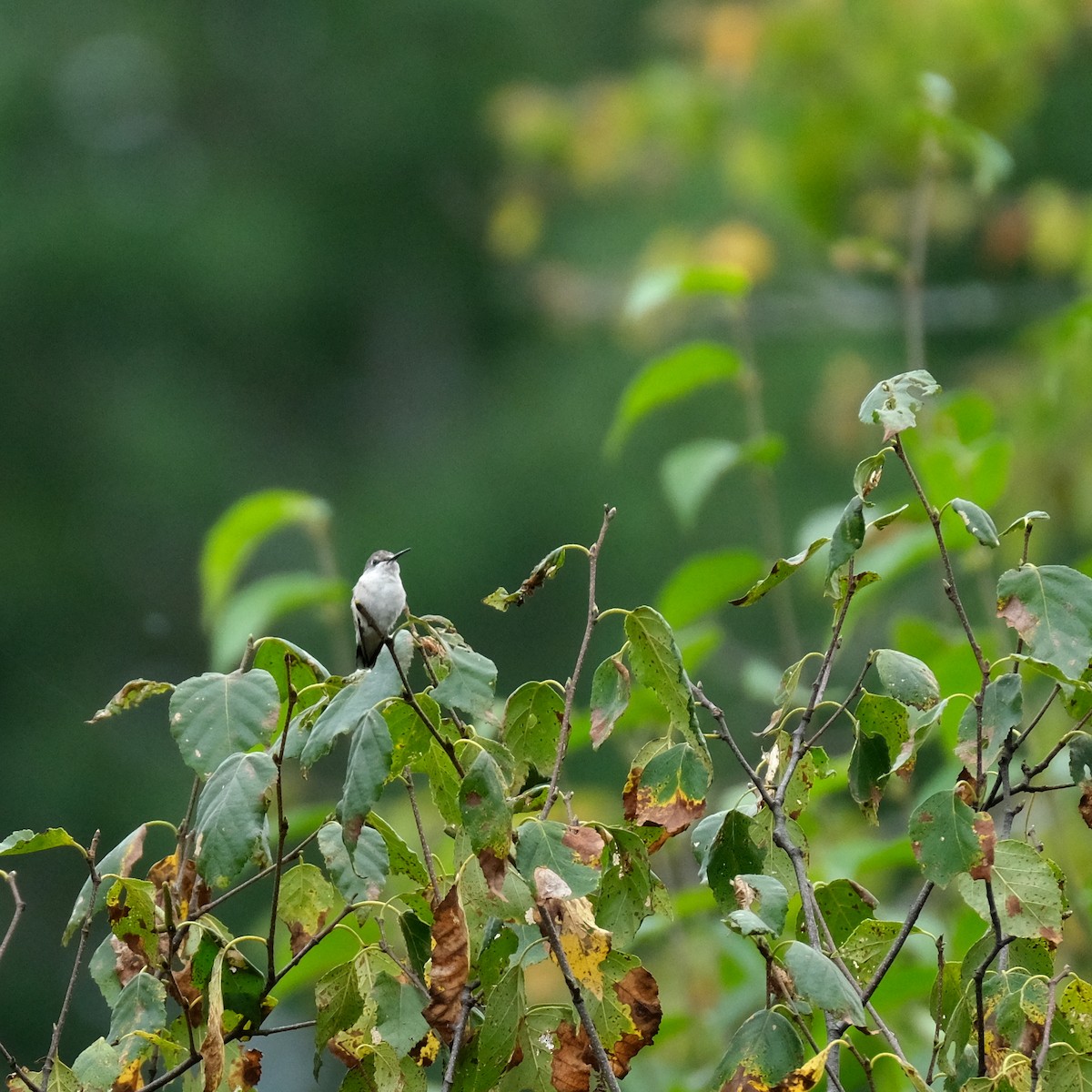 Ruby-throated Hummingbird - ML608741264