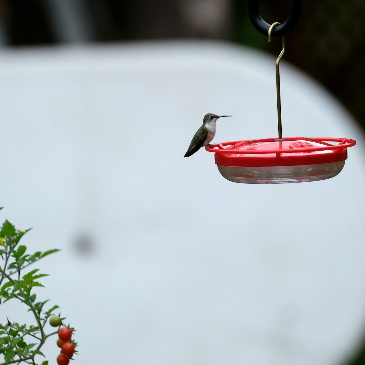 Ruby-throated Hummingbird - ML608741265