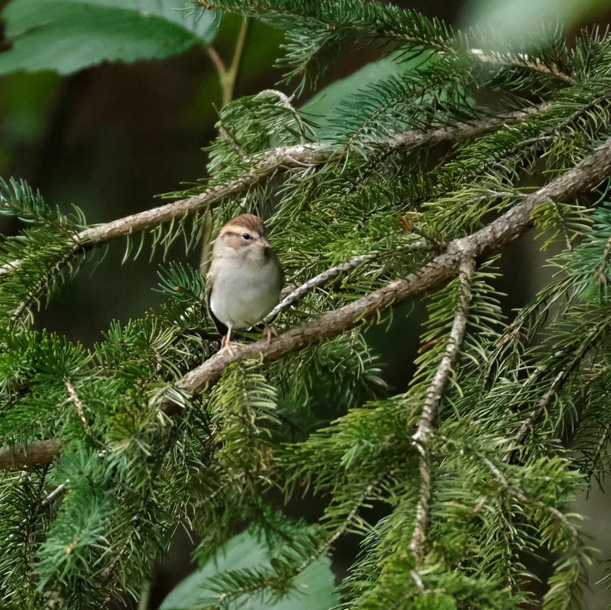 Chipping Sparrow - ML608741332