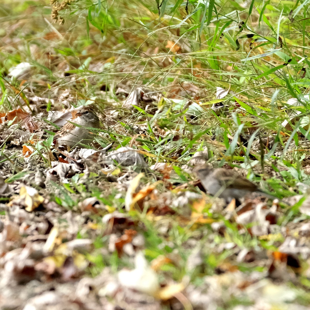 Chipping Sparrow - ML608741335