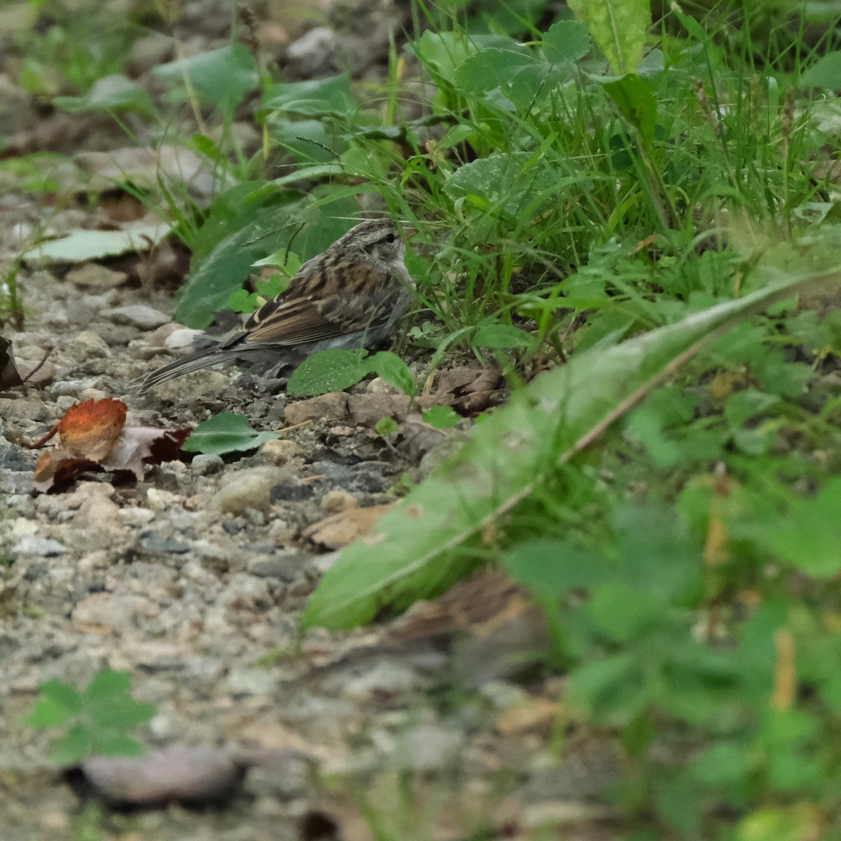 Chipping Sparrow - ML608741338