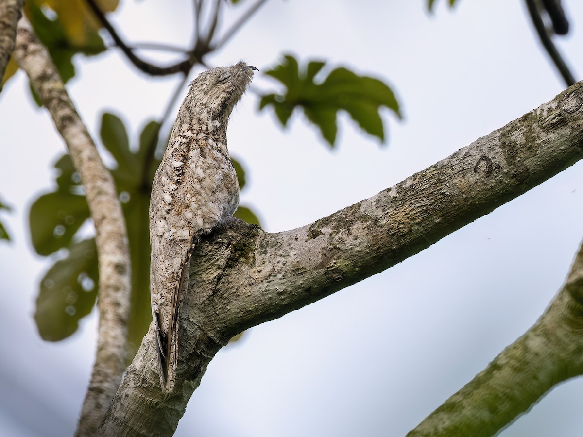 Great Potoo - ML608741370