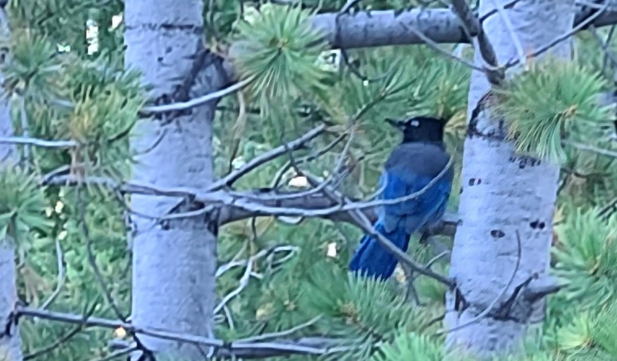 Steller's Jay - Tommy Mullen