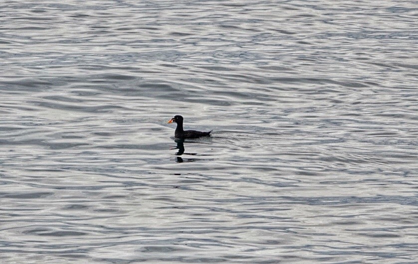 Surf Scoter - ML608741429