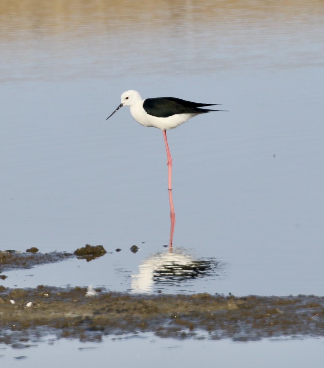 Black-winged Stilt - ML608741441