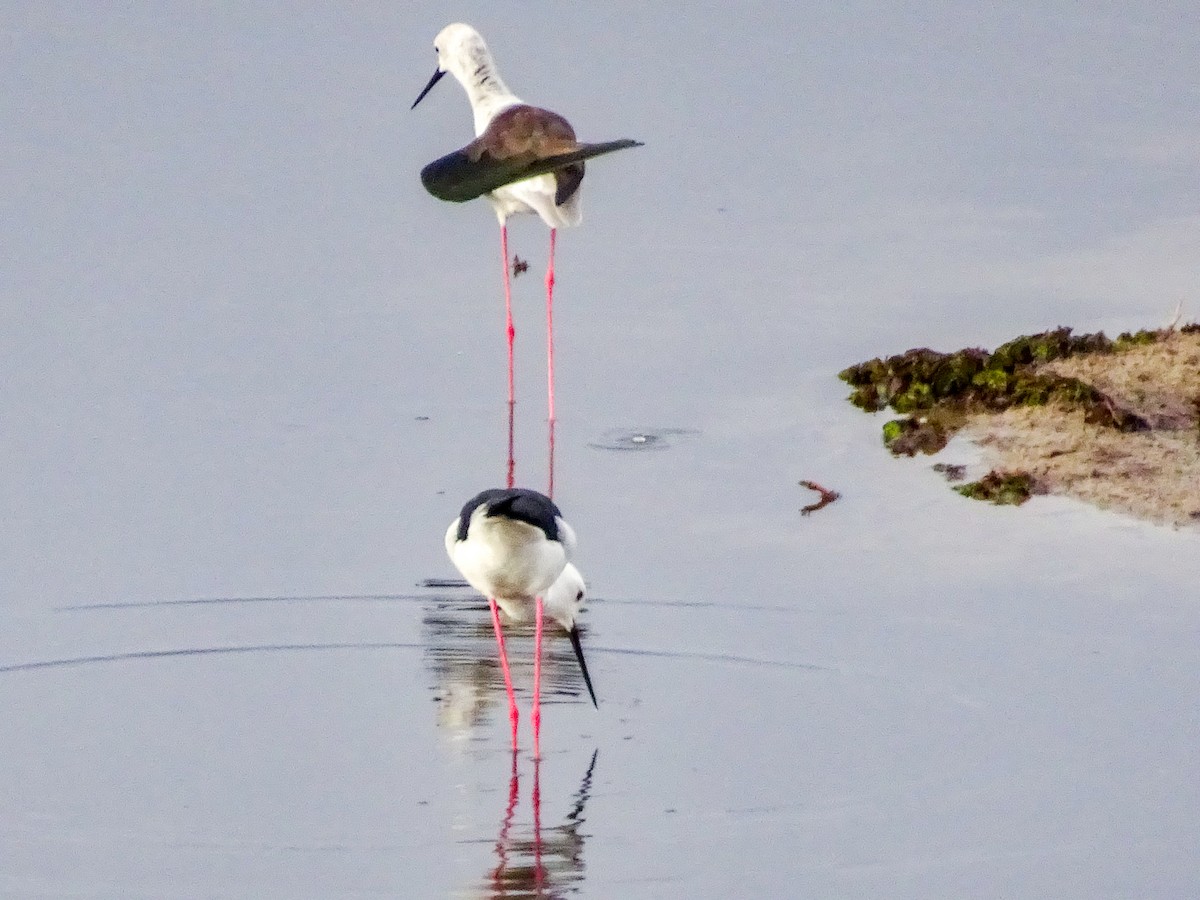 Black-winged Stilt - Brett Fay