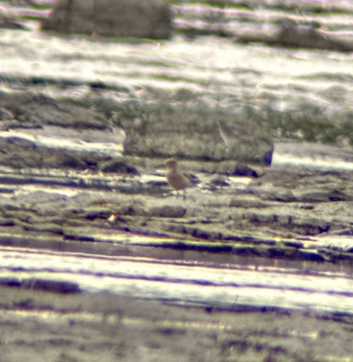 Buff-breasted Sandpiper - ML608741525