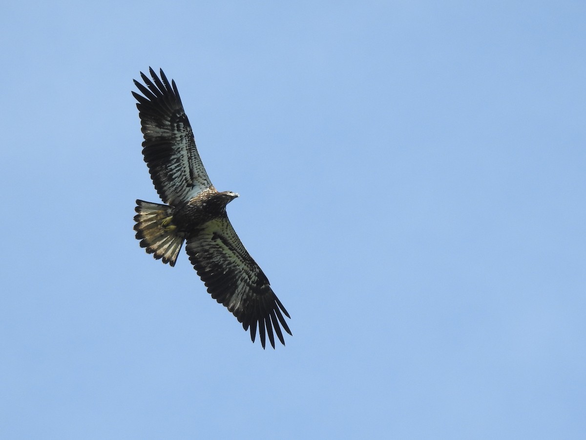 Bald Eagle - ML608741576