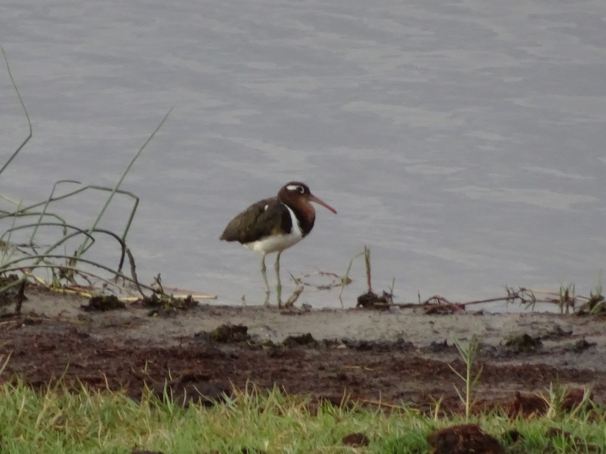 Greater Painted-Snipe - ML608741595